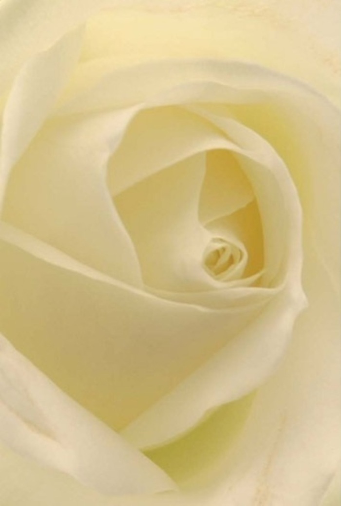 Viewed from close, this classic white rose exudes calm and unyielding beauty-its spiraled heart inviting the admiration of flower lovers familiar with the gardens and lanes of Kensal Green. Gentle gradients of white and cream traverse each petal, blending with the soft ambient light to give the appearance of the rose being bathed from within. The composition, marked by serenity and refinement, calls to mind the quiet grace found in local parks and along Harrow Road. There is a purity here, a suggestion of new beginnings or gentle farewells, embodied in the meticulous arrangement and flawless bloom. As a seasoned florist in Kensal Green, I recognize this rose's subtle strength-both in its perfect architecture and in the silent message it carries for weddings, apologies, or moments of remembrance. Its graceful presence, paired with a discreet, soothing fragrance, offers comfort and beauty for any occasion, always thoughtfully prepared for same-day delivery to neighbors across Kensal Green.